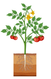 Εικόνα επιλογής