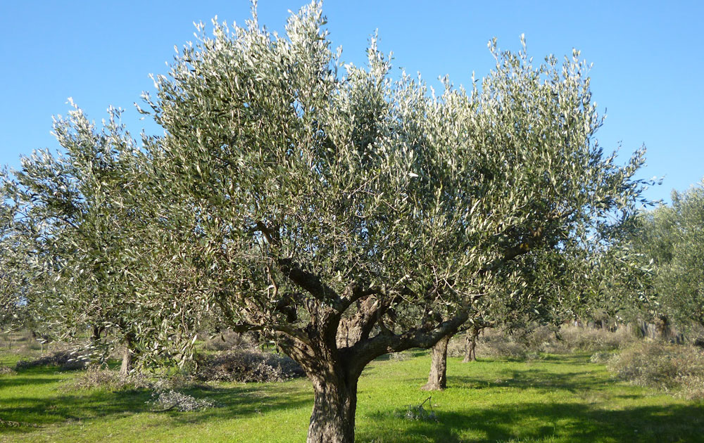 Κάνε κλικ πάνω στην εικόνα για να ανοίξει η προβολή των εικόνων