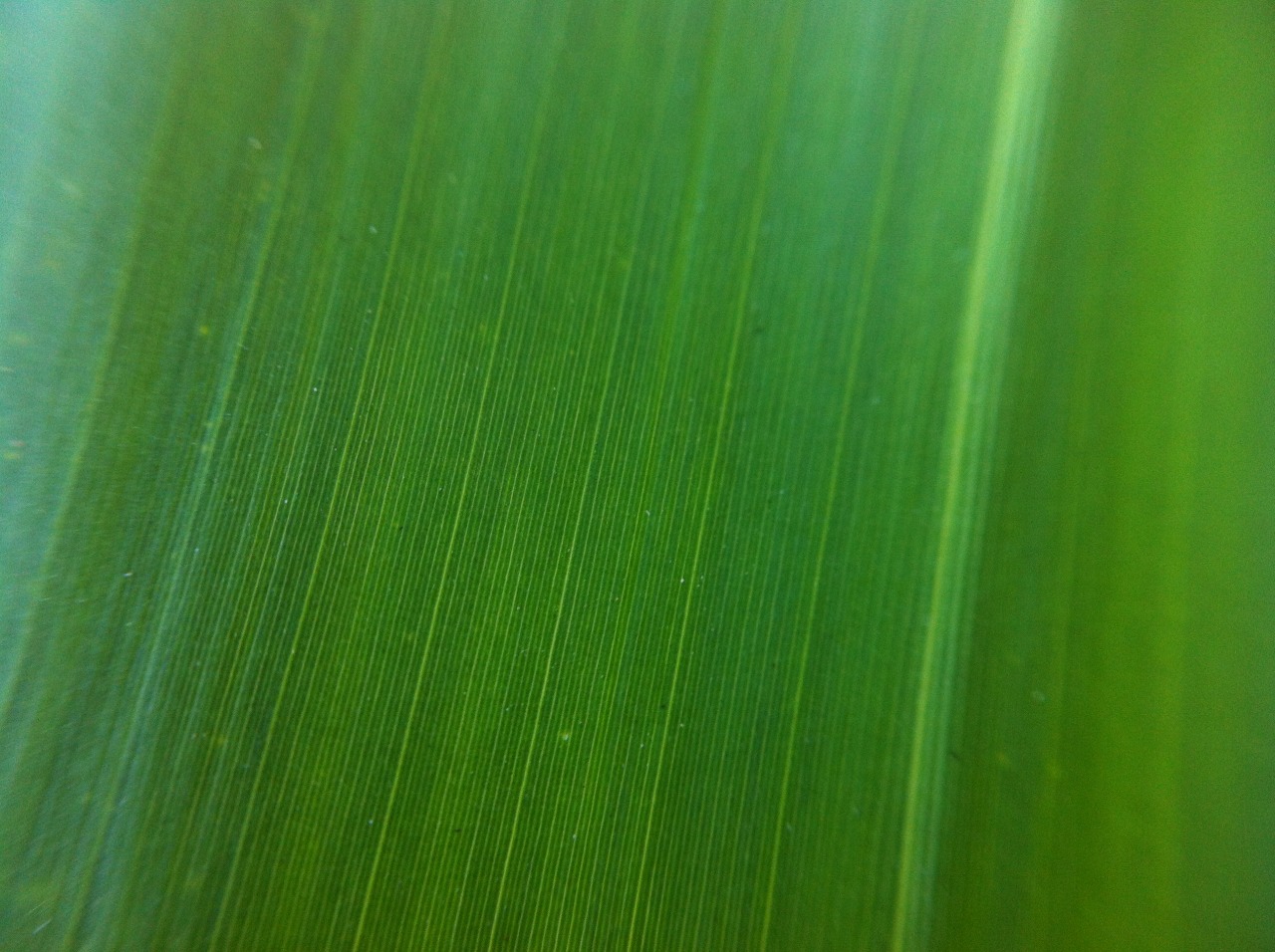 Φύλλο Μονοκότυλου Φυτού